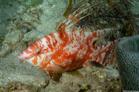 Lachnolaimus maximus (Hogfish)