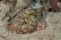 Scorpaena plumieri (Spotted Scorpionfish)