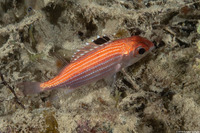 Sargocentron coruscum (Reef Squirrelfish)