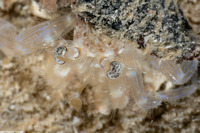 Iridopagurus sp.1 (Ringeye Hermit Crab)