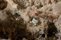 Thor amboinensis (Squat Shrimp)