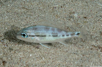 Haemulon flavolineatum (French Grunt)