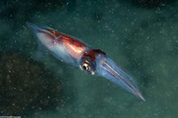 Abralia veranyi (Gianteye Squid)