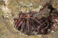 Eucidaris tribuloides (Slatepencil Urchin)
