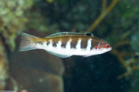 Thalassoma bifasciatum (Bluehead)