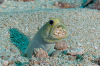 Opistognathus aurifrons (Yellowhead Jawfish)
