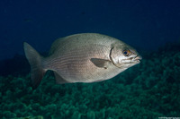 Kyphosus sectatrix (Bermuda Chub)
