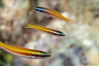 Halichoeres pictus (Rainbow Wrasse)