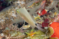 Hypoplectrus sp.1 (Juvenile Hamlets)