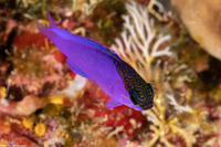 Gramma melacara (Blackcap Basslet)