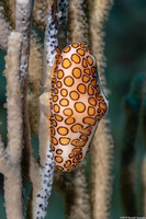 Cyphoma gibbosum (Flamingo Tongue)