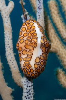 Cyphoma gibbosum (Flamingo Tongue)
