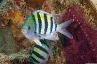 Abudefduf saxatilis (Sergeant Major)