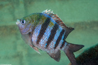 Abudefduf saxatilis (Sergeant Major)