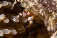 Thor amboinensis (Squat Shrimp)