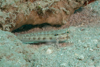 Gnatholepis thompsoni (Goldspot Goby)