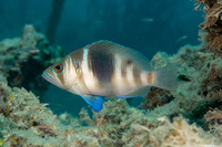 Hypoplectrus puella (Barred Hamlet)