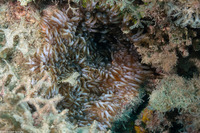Lebrunia neglecta (Branching Anemone)