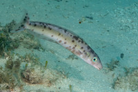 Malacanthus plumieri (Sand Tilefish)