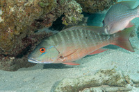 Lutjanus analis (Mutton Snapper)