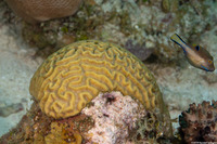 Pseudodiploria strigosa (Symmetrical Brain Coral)