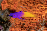 Gramma loreto (Fairy Basslet)