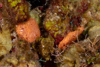 Scopalina ruetzleri (Orange Lumpy Encrusting Sponge)