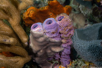 Aplysina archeri (Stovepipe Sponge)