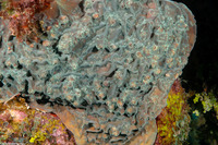 Helioseris cucullata (Sunray Lettuce Coral)