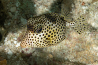 Lactophrys bicaudalis (Spotted Trunkfish)