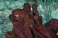 Neopetrosia rosariensis (Neopetrosia rosariensis)