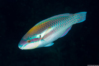 Scarus iseri (Striped Parrotfish)