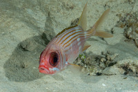 Holocentrus rufus (Longspine Squirrelfish)