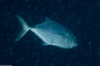 Caranx bartholomaei (Yellow Jack)
