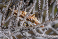 Monacanthus tuckeri (Slender Filefish)