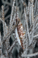 Monacanthus tuckeri (Slender Filefish)