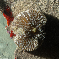 Ricordea florida (Florida Corallimorph)