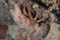 Scyllarides aequinoctialis (Spanish Slipper Lobster)