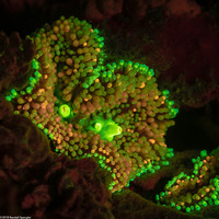 Ricordea florida (Florida Corallimorph)