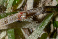 Metapenaeopsis goodei (Velvet Shrimp)