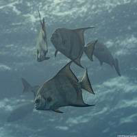 Chaetodipterus faber (Atlantic Spadefish)