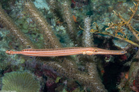 Aulostomus maculatus (Atlantic Trumpetfish)