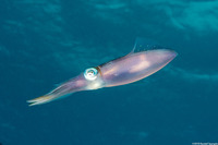 Sepioteuthis sepioidea (Caribbean Reef Squid)