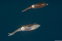 Sepioteuthis sepioidea (Caribbean Reef Squid)