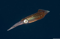 Sepioteuthis sepioidea (Caribbean Reef Squid)