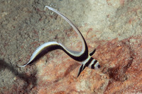 Equetas punctatus (Spotted Drum)