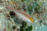 Sparisoma atomarium (Greenblotch Parrotfish)