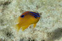 Stegastes diencaeus (Longfin Damselfish)