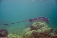Aetobatus narinari (Spotted Eagle Ray)