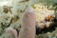 Ancylomenes pedersoni (Pederson Cleaner Shrimp)